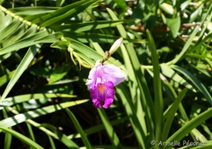 Guadeloupe Août 2015-02696  